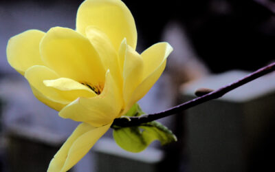 Wat is jouw Future of Work?   